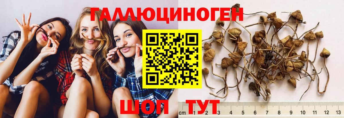 Качканар  Псилоцибиновые грибы Cubensis  Вход с VPN  Галлюциногенные грибы GOLDEN TEACHER 
